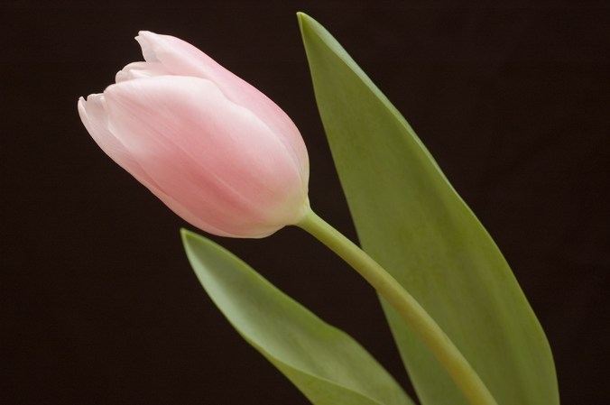 tulip