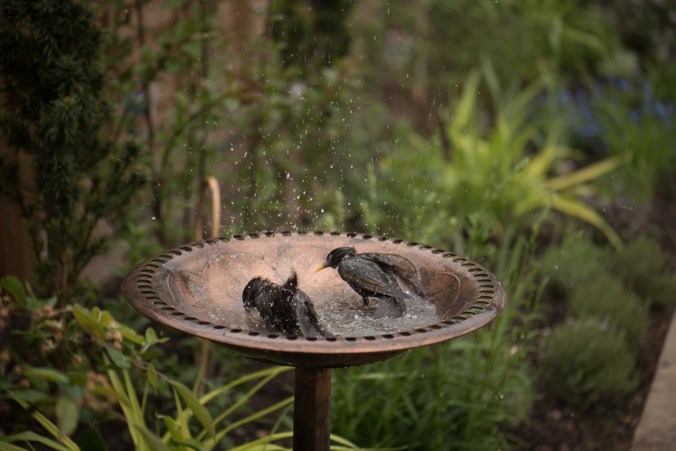 birdbath-1
