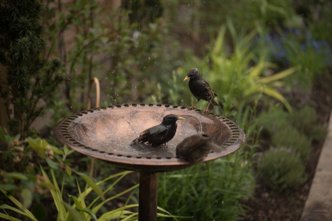 birdbath-3