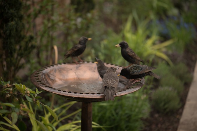 birdbath-4