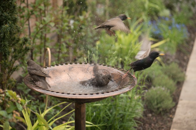 birdbath-5