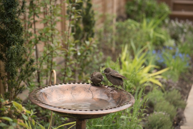 birdbath-7