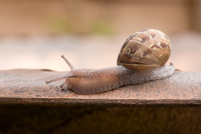 snail-1