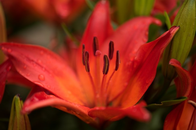 red lily-1