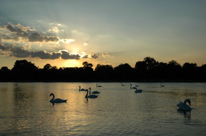 swan lake-1