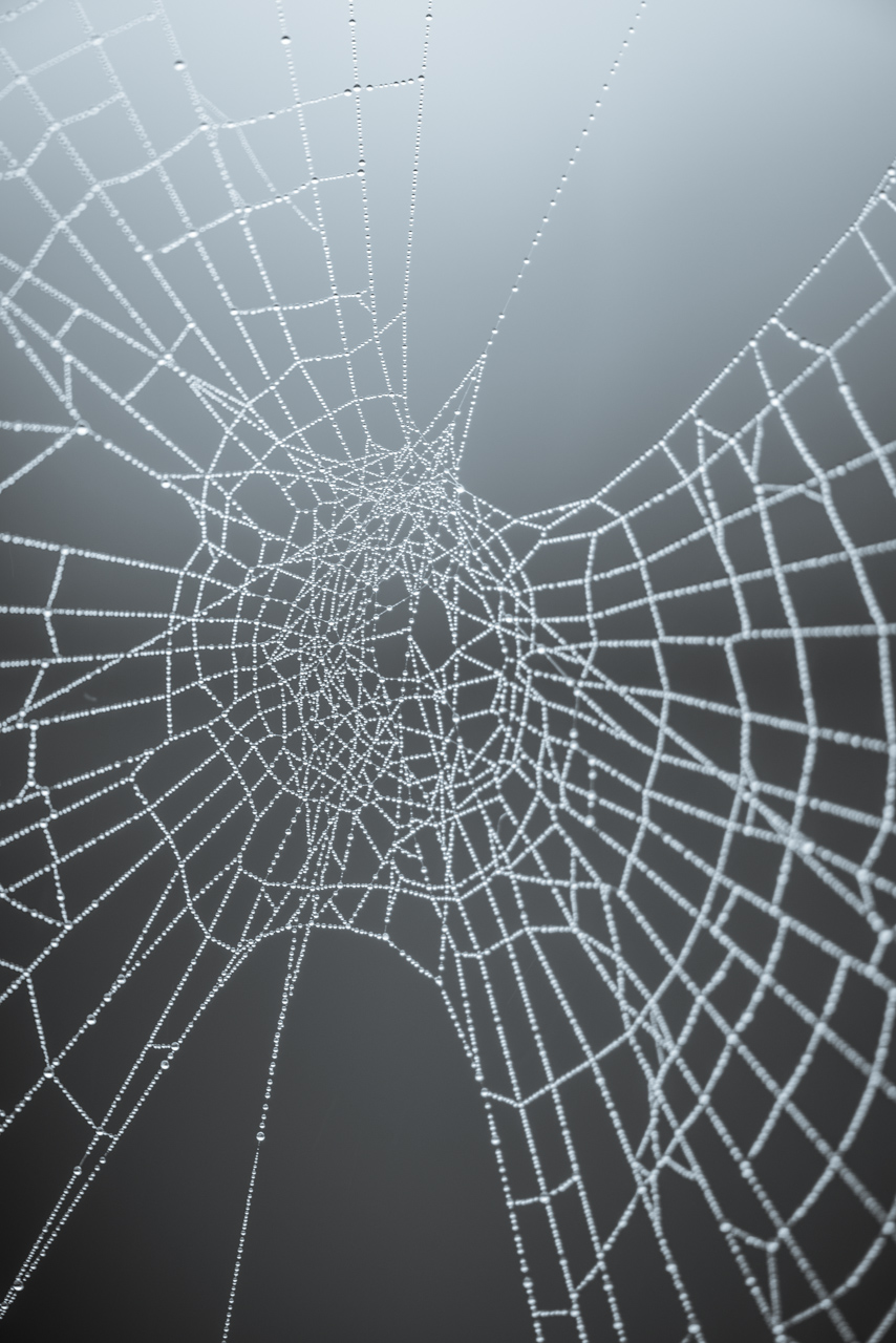 cobweb-1