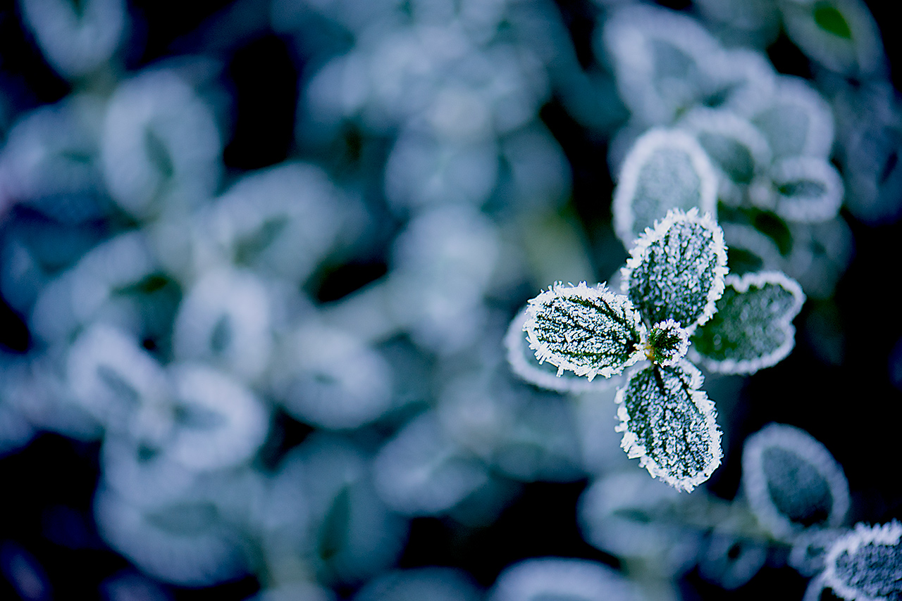 frozen-leaves
